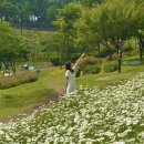 청소년수련관 공원광장 | 대구 이현공원 샤스타데이지 실시간 만개 솔직후기 축제 포토존 주차장