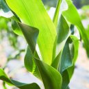 장암농장 이미지