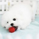 뽀송뽀송 이미지