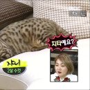 쟈니하우스 네이버블로그