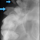 24시 온누리동물메디컬센터 이미지