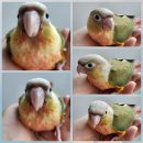 리프패럿진주점 이미지