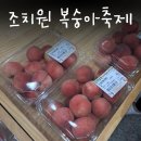 2025 조치원 복숭아축제 후기 기본정보 셔틀버스 주차장 할인