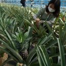 해남군농업기술센터 이미지