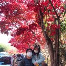 피아골 단풍공원 | 지리산 단풍 명소 구례 피아골 연곡사 완전 추천