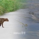 하천(갑천5) 이미지