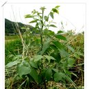 은행나무농장 이미지