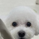 뿡뿡애견호텔 네이버블로그
