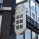 상송 | [내돈내산💰] 상송역 모리 동물병원 솔직후기! 11살 노견 블리의 발치와 스케일링 : 찐 감동받은 병원♥️