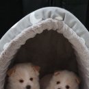 덕분에 행복하개 이미지