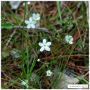 선주리들 이미지