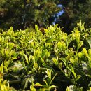 청초농장 이미지