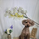 광릉내 애견 이미지