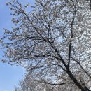 오섬권역농어촌체험휴양마을 | 전남 벚꽃 명소 구례 섬진강 벚꽃길 서시천 실시간