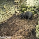 제주똥돼지 이미지