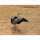 주민이네 복실강아지 이미지