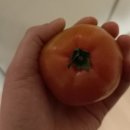 반딧불청과 이미지