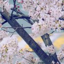 완월동242 이미지