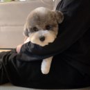 몽언니애견미용실 | [마산동 애견 미용] 마산동 강아지 미용실 도도버드 후기