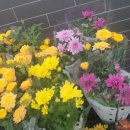 국수나무동림점 이미지