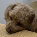 첨단사랑동물병원 이미지