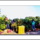 정환농장 이미지