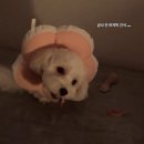 오룡 동물병원 이미지