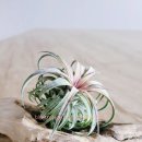 이오농장 이미지