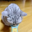 캣츄 | 고양이 간식 페페로니 잘 먹는 캣츄 &amp; 맛있는 스틱 급여 후기