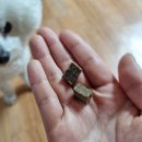 제니엔 코코 펫 | 폴리데이 단일단백질 알러지케어 사료 코코와 비숑 제니의 생생 후기