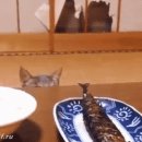 물만난고기 이미지