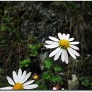 영월산방 이미지