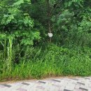 세종이음학교 앞 이미지