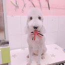 살롱드 꽃개 이미지