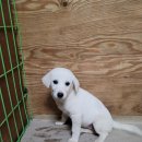 사파동225 이미지