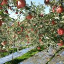 단양죽령사과 이미지