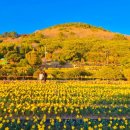 공곶이 | 거제 공곶이 수선화 축제ㅣ방문 후기(주차,셔틀버스)