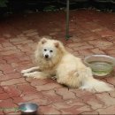 도도한강아지 이미지