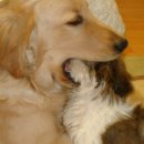 우리집 강아지 이미지