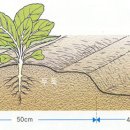 배추의 특성과 재배환경 이미지