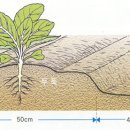 가을 배추재배 이미지