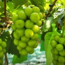 은총농장 이미지