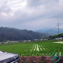 용덕면사무소 이미지