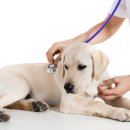 데이즈동물의료센터 이미지