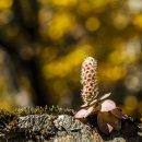 바위 솔 이미지