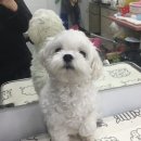 복실애견 이미지