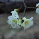 풀빛향기 이미지