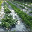 김성기농장 이미지