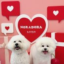 노라도라 이미지