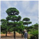 하늘빛소나무펜션 이미지